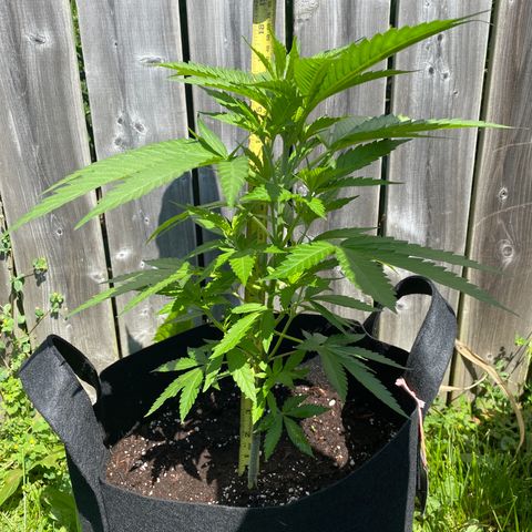 Fucking Increadible-1 growlog timeline photo