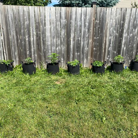 AK47-1 growlog timeline photo