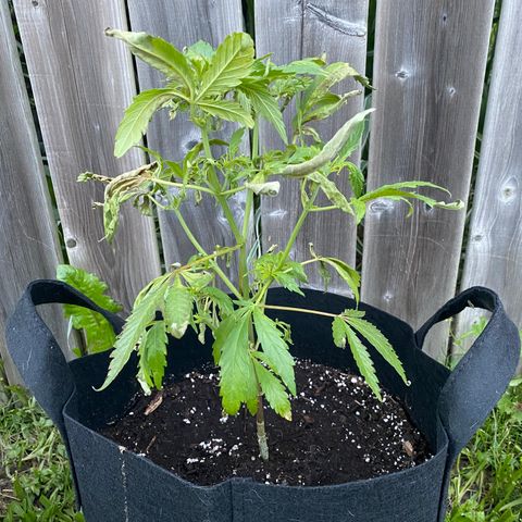 AK47-1 growlog timeline photo