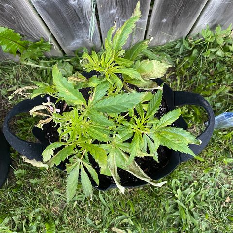 AK47-1 growlog timeline photo