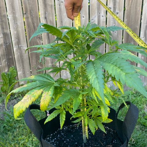 Fucking Increadible-1 growlog timeline photo