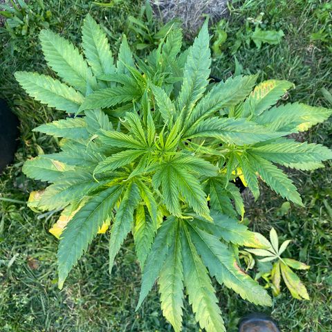 Fucking Increadible-1 growlog timeline photo