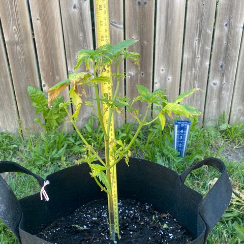 AK47-1 growlog timeline photo