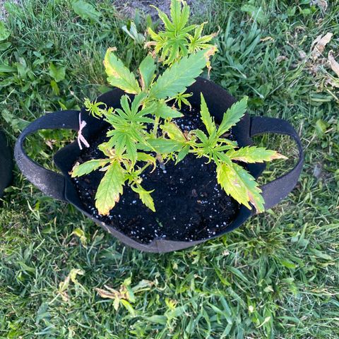 AK47-1 growlog timeline photo
