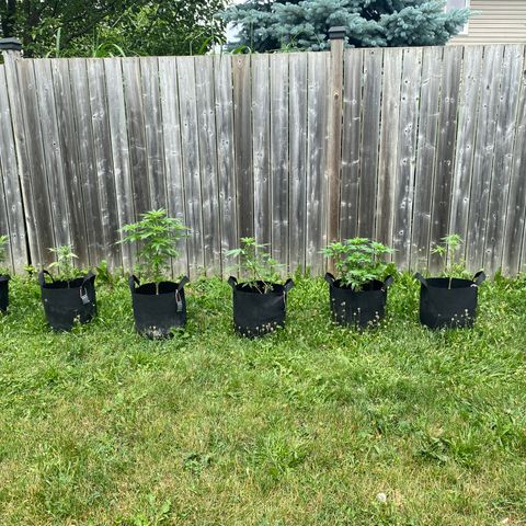AK47-1 growlog timeline photo