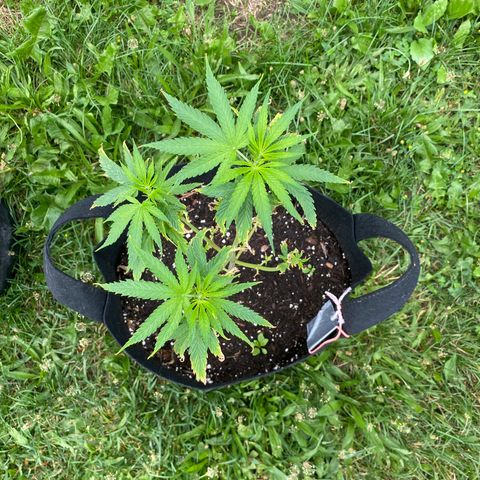 AK47-1 growlog timeline photo