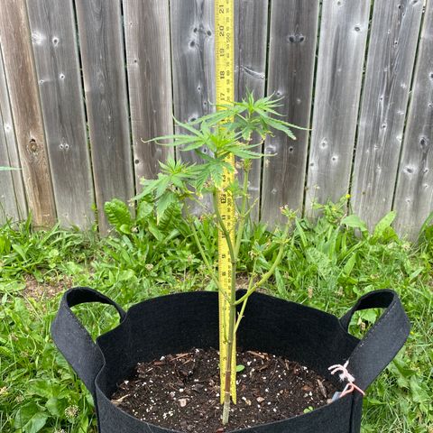 AK47-1 growlog timeline photo