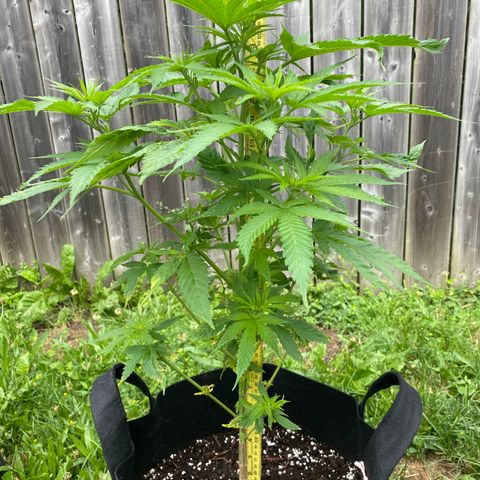 Fucking Increadible-1 growlog timeline photo