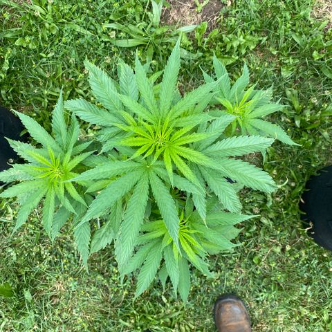 Fucking Increadible-1 growlog timeline photo