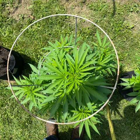 Fucking Increadible-1 growlog timeline photo