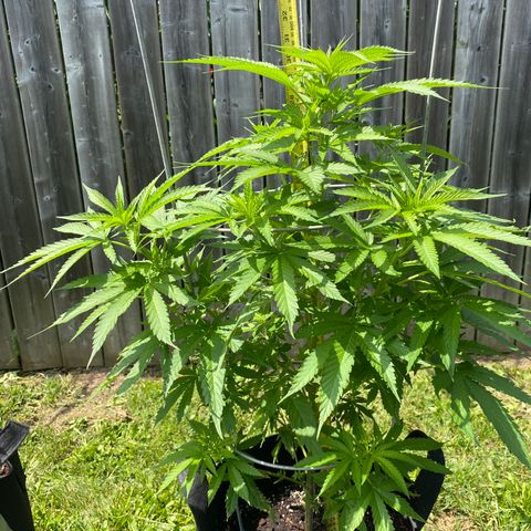 Fucking Increadible-1 growlog timeline photo