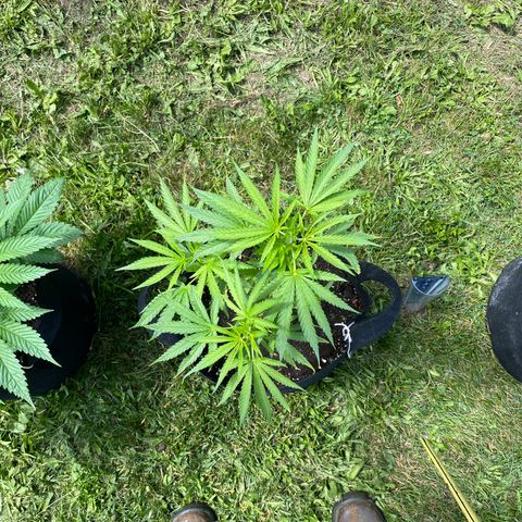 AK47-1 growlog timeline photo