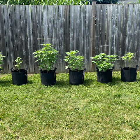 AK47-1 growlog timeline photo
