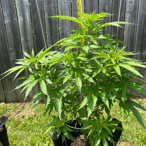 Fucking Increadible-1 growlog timeline photo