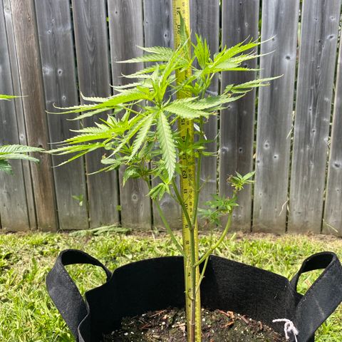 AK47-1 growlog timeline photo
