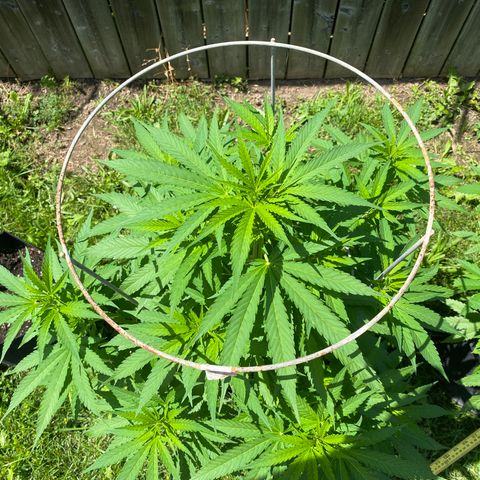 Fucking Increadible-1 growlog timeline photo