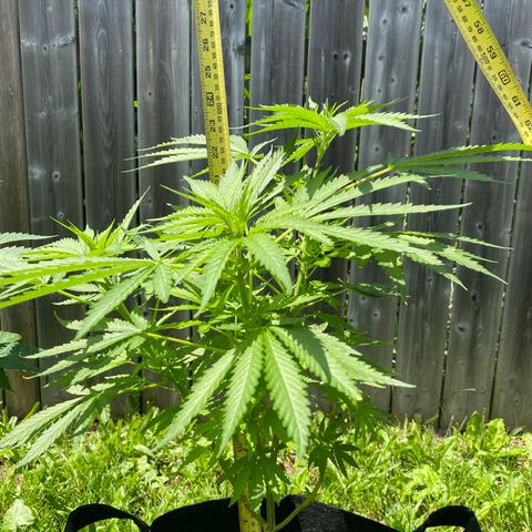 AK47-1 growlog timeline photo
