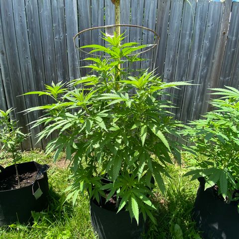 Fucking Increadible-1 growlog timeline photo