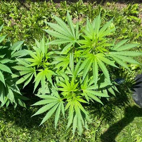 AK47-1 growlog timeline photo
