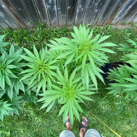 AK47-1 growlog timeline photo