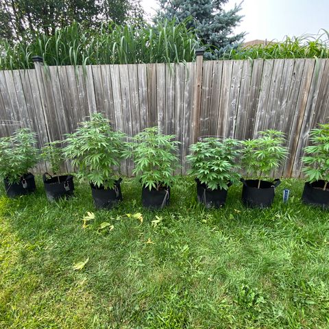 AK47-1 growlog timeline photo