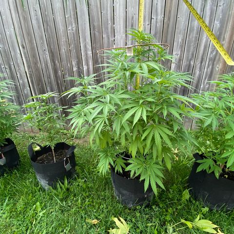 Fucking Increadible-1 growlog timeline photo