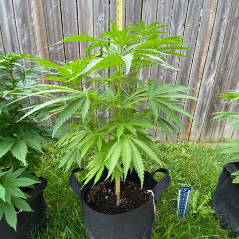 AK47-1 growlog timeline photo