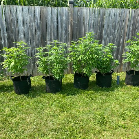 AK47-1 growlog timeline photo