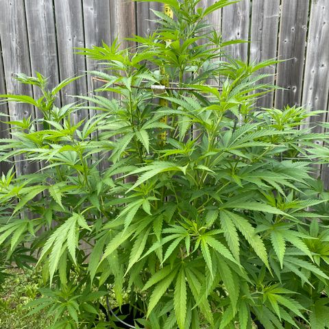 Fucking Increadible-1 growlog timeline photo
