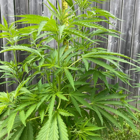 AK47-1 growlog timeline photo