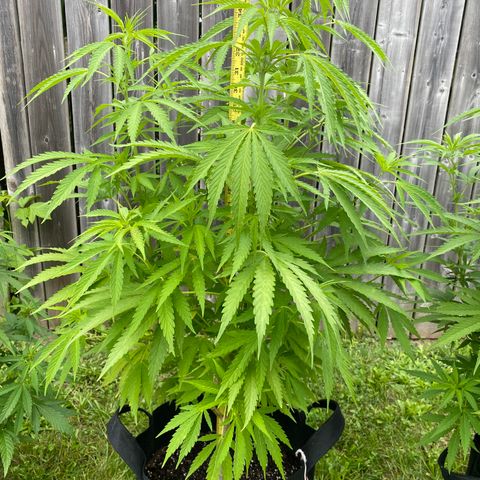 AK47-1 growlog timeline photo