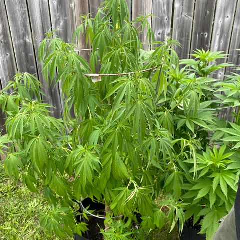 Fucking Increadible-1 growlog timeline photo