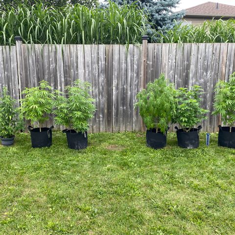 AK47-1 growlog timeline photo