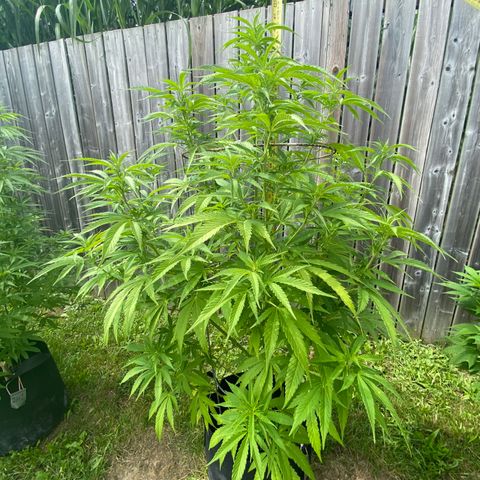 Fucking Increadible-1 growlog timeline photo