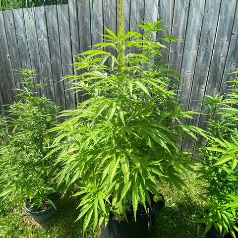 AK47-1 growlog timeline photo