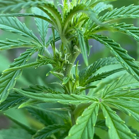 Fucking Increadible-1 growlog photo: Flowers!