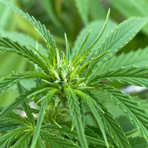 Fucking Increadible-1 growlog photo: Flowers!