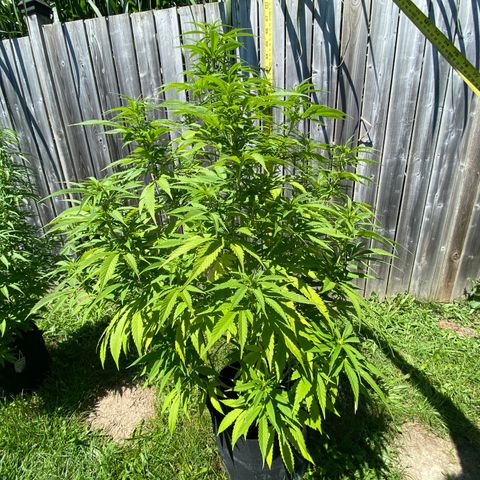 Fucking Increadible-1 growlog timeline photo