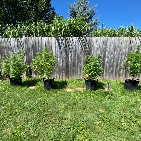 AK47-1 growlog timeline photo