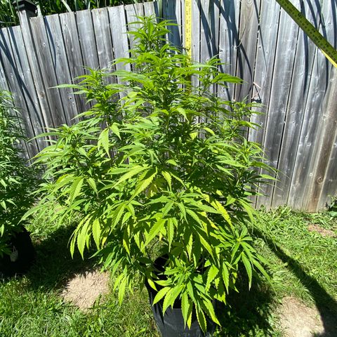 Fucking Increadible-1 growlog timeline photo
