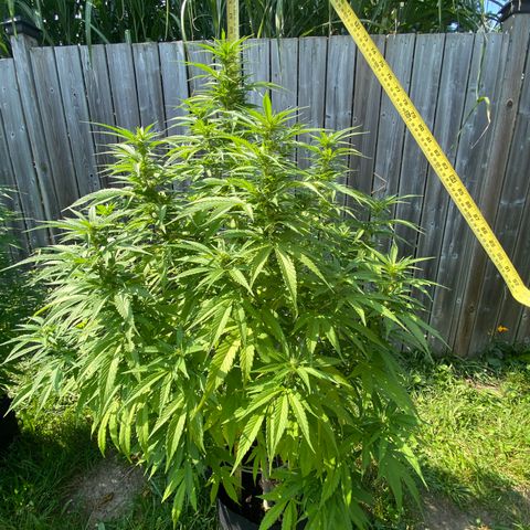 Fucking Increadible-1 growlog timeline photo