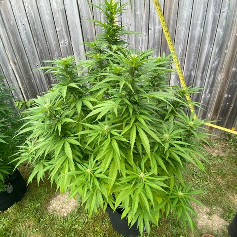 Fucking Increadible-1 growlog timeline photo