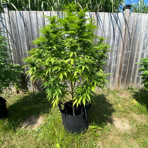 Fucking Increadible-1 growlog timeline photo