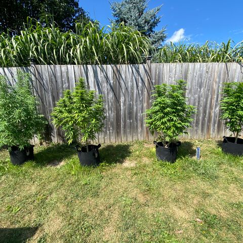 Fucking Increadible-1 growlog timeline photo
