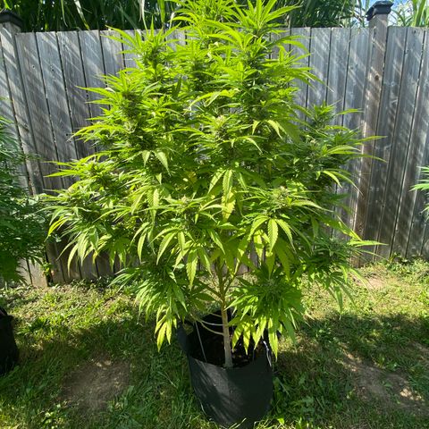 Fucking Increadible-1 growlog timeline photo