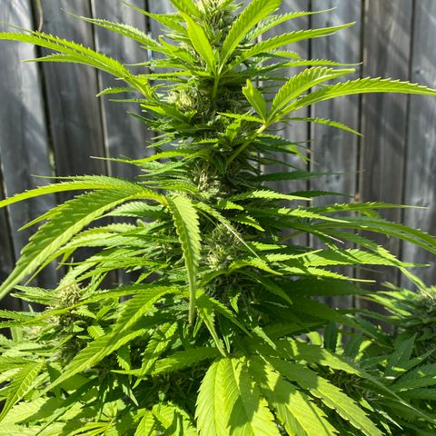 Fucking Increadible-1 growlog timeline photo