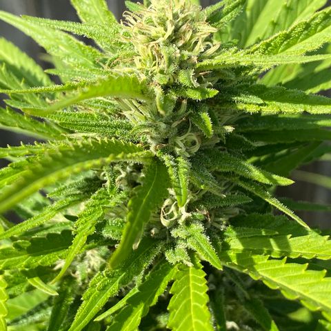 Fucking Increadible-1 growlog timeline photo