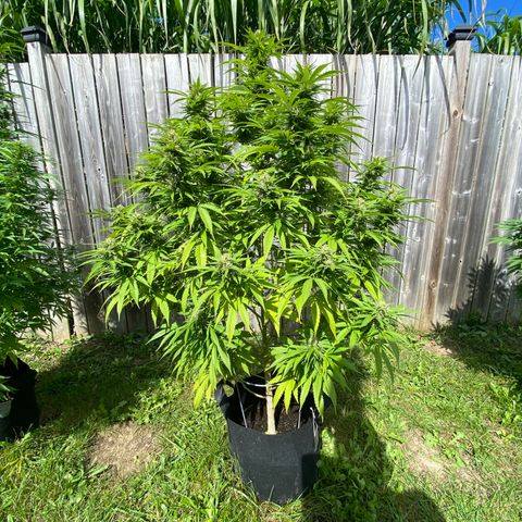 Fucking Increadible-1 growlog timeline photo