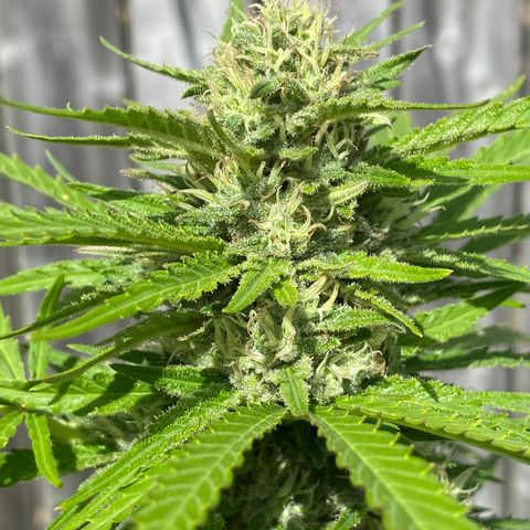 Fucking Increadible-1 growlog timeline photo
