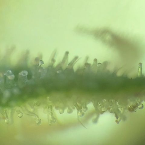 Fucking Increadible-1 growlog timeline photo